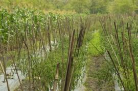 Petani cabai desa ngunut sudah siap tempur