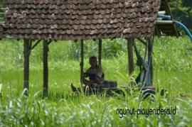 Petani Masih Tetap Semangat Walau Padi Menguning