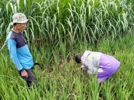 Pengukuran pH Tanah Area Pertanian Dusun Kernen (Martinus Trionggo Deni)