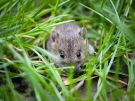 3 Cara Ampuh Mengusir Hama Wereng dan Tikus