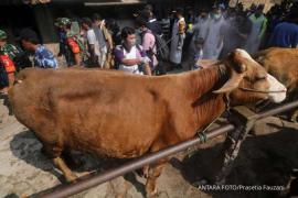 Cara Mengatasi Penyakit PMK Pada Sapi, Bisa dengan Obat & Herbal  