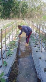 Petani hebat Tak Peduli walau musim kemarau